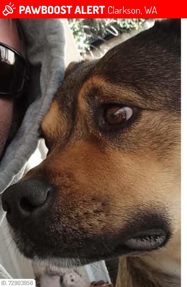 Lost Female Dog last seen Waneroo, Clarkson, WA 6030