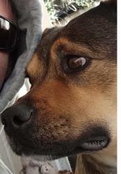 Lost Female Dog last seen Waneroo, Clarkson, WA 6030