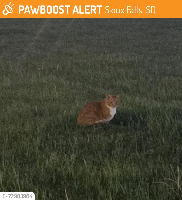 Found/Stray Unknown Cat last seen 85th Street & Louise Ave, Sioux Falls, SD 57108