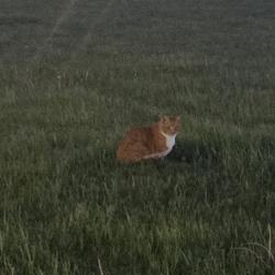 Found/Stray Unknown Cat last seen 85th Street & Louise Ave, Sioux Falls, SD 57108