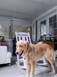 Reunited Female Dog last seen Near st sw 147th ave, Homestead, FL 33033