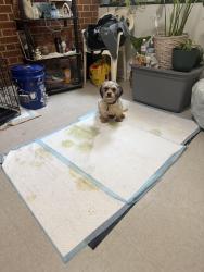 Reunited Male Dog last seen Marreene St, Durham, NC 27705