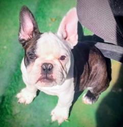 Reunited Female Dog last seen S. Santa Fe near am/pm, Vista, CA 92085