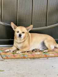 Found/Stray Male Dog last seen N Pecan Ave near Polson Ave, Clovis, CA 93611, Clovis, CA 93611