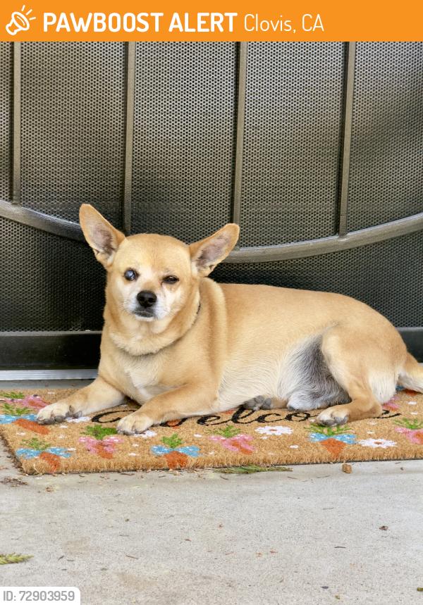 Found/Stray Male Dog last seen N Pecan Ave near Polson Ave, Clovis, CA 93611, Clovis, CA 93611