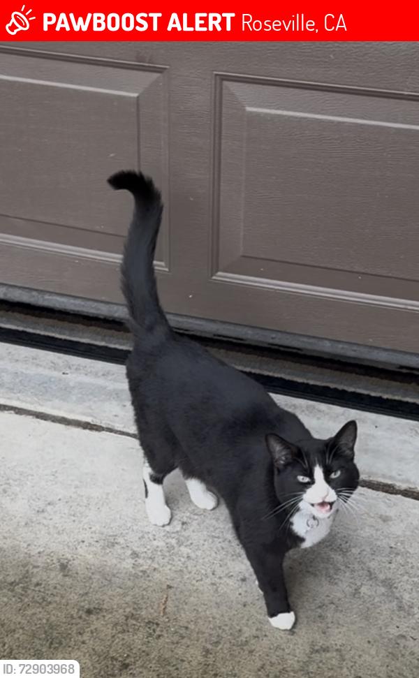 Lost Female Cat last seen Woodcreek , Roseville, CA 95747