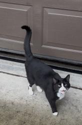Lost Female Cat last seen Woodcreek , Roseville, CA 95747