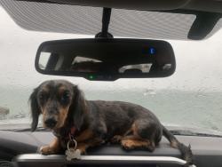 Lost Male Dog last seen Tennyson street and stupid ing question street, San Diego, CA 92107