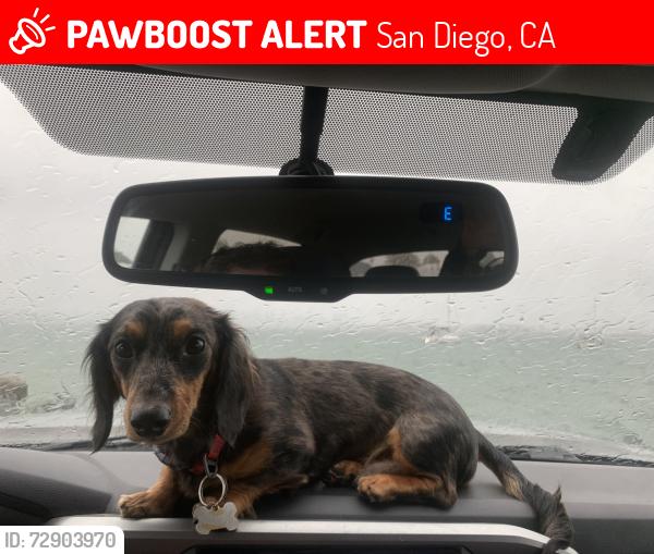 Lost Male Dog last seen Tennyson street and stupid ing question street, San Diego, CA 92107