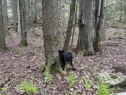 Lost Male Cat last seen Near S Turnpike Rd Newfoundland, PA  18445, Newfoundland, PA 18445