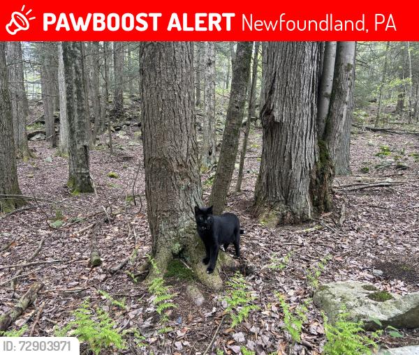 Lost Male Cat last seen Near S Turnpike Rd Newfoundland, PA  18445, Newfoundland, PA 18445