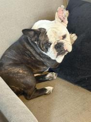 Reunited Female Dog last seen Mar vista , s Santa Fe by the rhino boxing gym , Vista, CA 92083