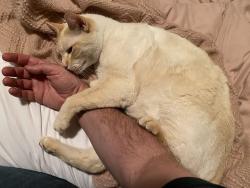 Lost Male Cat last seen McKinley Park, Sacramento, CA 95816