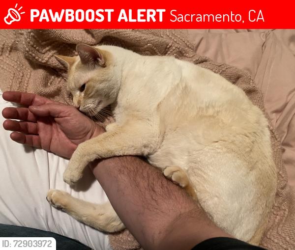 Lost Male Cat last seen McKinley Park, Sacramento, CA 95816