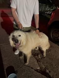Found/Stray Male Dog last seen Rockbridge rd nw and lake capri dr, Conyers, GA 30012