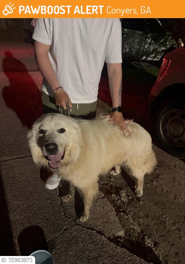 Found/Stray Male Dog last seen Rockbridge rd nw and lake capri dr, Conyers, GA 30012