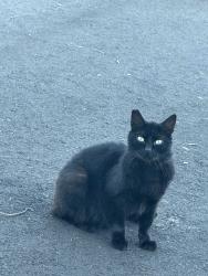 Lost Unknown Cat last seen Coolidge Ave, National City, CA 91950