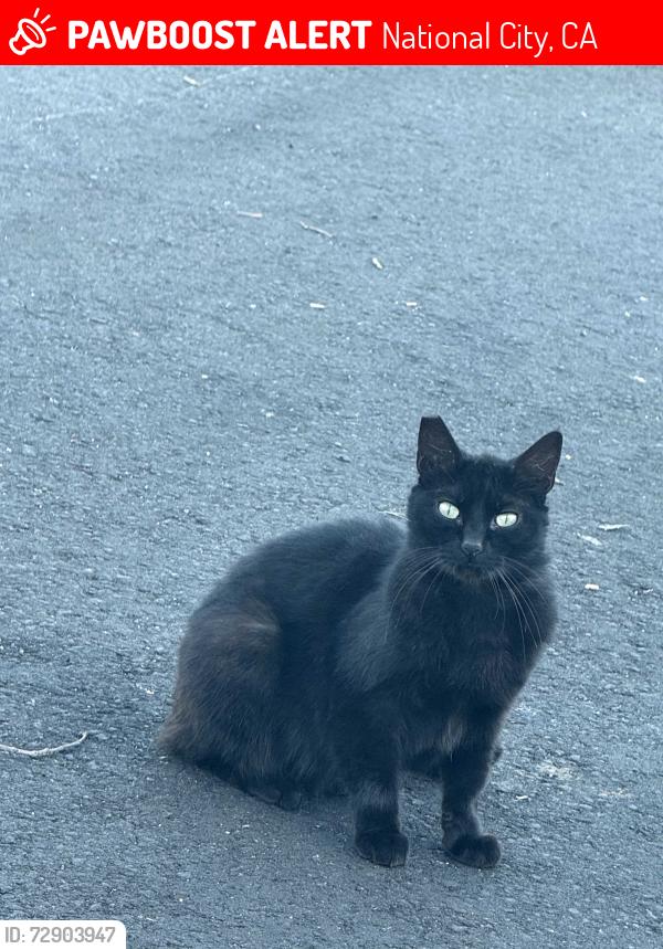 Lost Unknown Cat last seen Coolidge Ave, National City, CA 91950