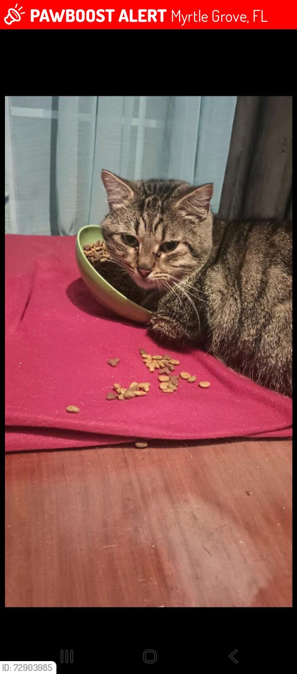 Lost Male Cat last seen Saint James, Myrtle Grove, FL 32506