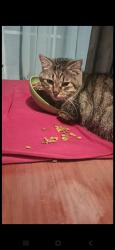 Lost Male Cat last seen Saint James, Myrtle Grove, FL 32506