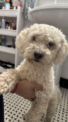 Found/Stray Male Dog last seen 23rd & Penn, Oklahoma City, OK 73107