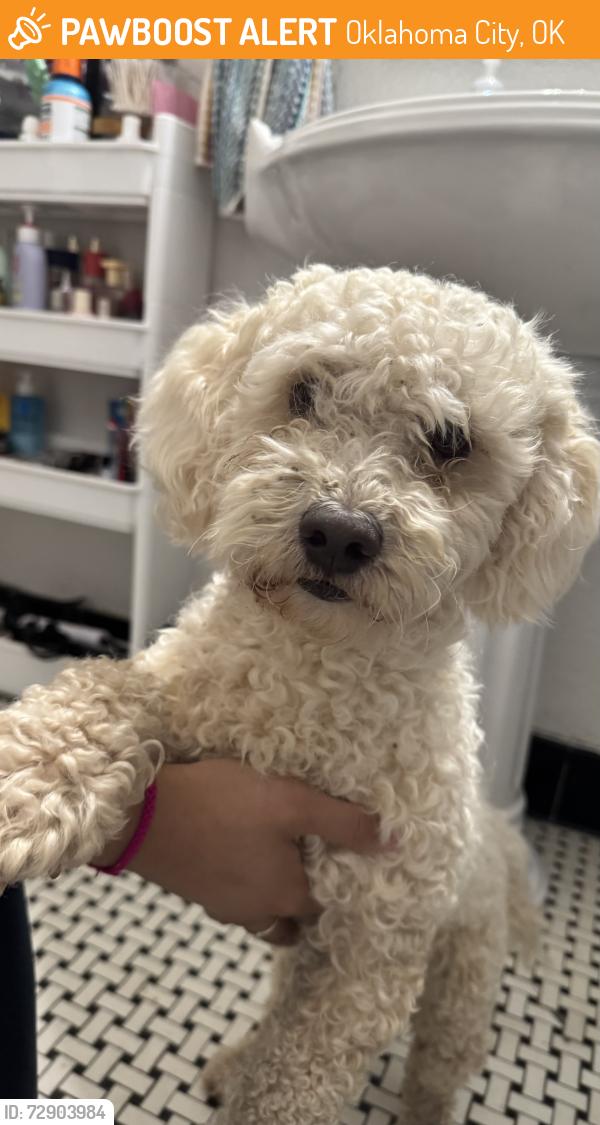 Found/Stray Male Dog last seen 23rd & Penn, Oklahoma City, OK 73107