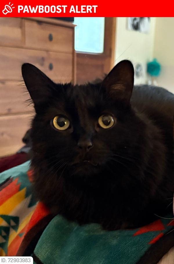 Lost Female Cat last seen NE Hidden Cove Rd, between Toad Holler and Komedal, Bainbridge Island, WA 98110