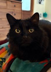 Lost Female Cat last seen NE Hidden Cove Rd, between Toad Holler and Komedal, Bainbridge Island, WA 98110