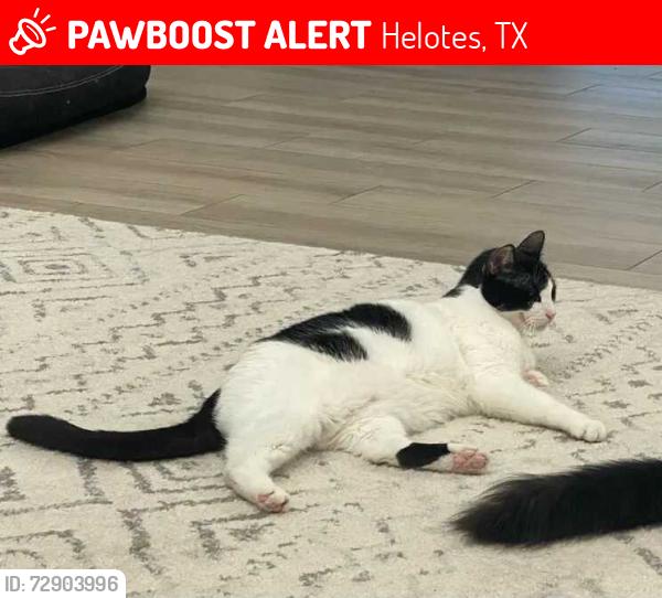 Lost Male Cat last seen Near Shadow Canyon Dr, Helotes, TX 78023, Helotes, TX 78023