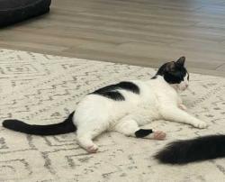 Lost Male Cat last seen Near Shadow Canyon Dr, Helotes, TX 78023, Helotes, TX 78023