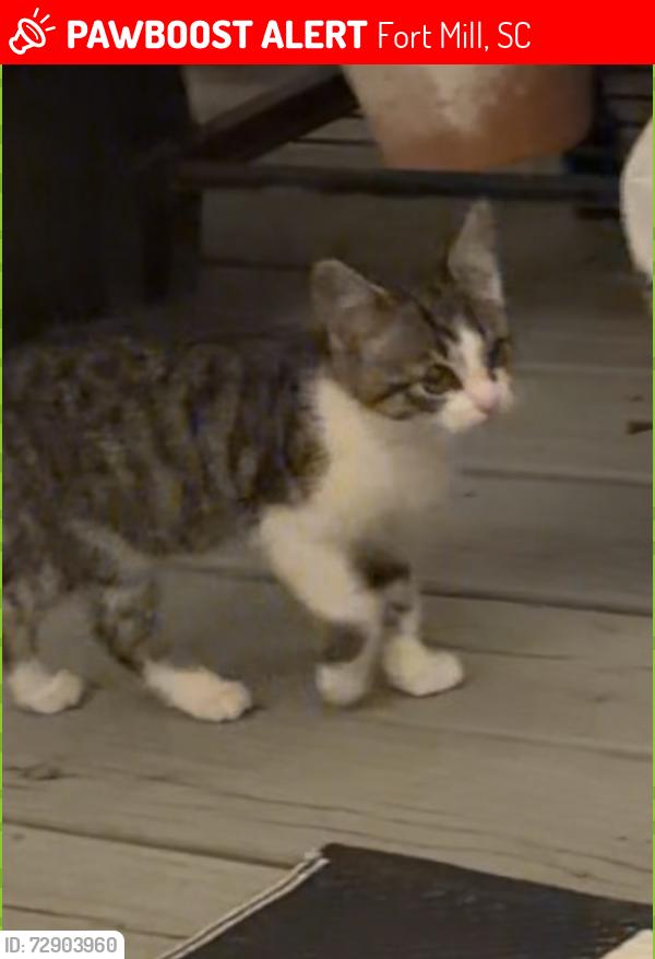 Lost Female Cat last seen fort mill parkway and farley Road, Fort Mill, SC 29715