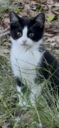 Lost Unknown Cat last seen fort mill parkway and farley Road, Fort Mill, SC 29715