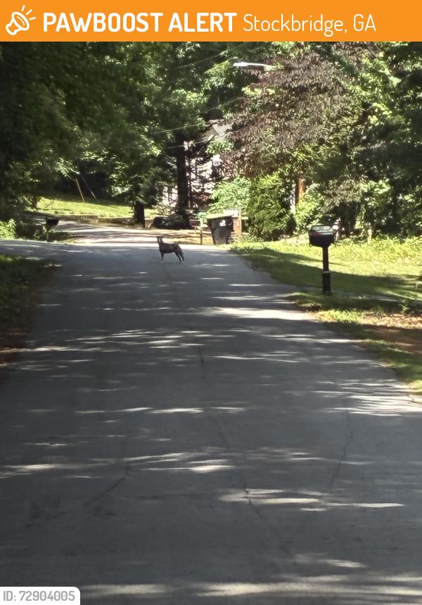 Found/Stray Unknown Dog last seen Guthrie pl, Stockbridge, GA 30281