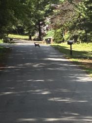 Found/Stray Unknown Dog last seen Guthrie pl, Stockbridge, GA 30281