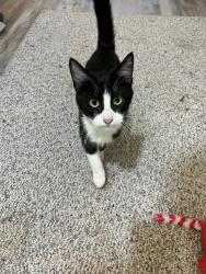 Found/Stray Unknown Cat last seen Oro valley , Lake of the Pines, CA 95602