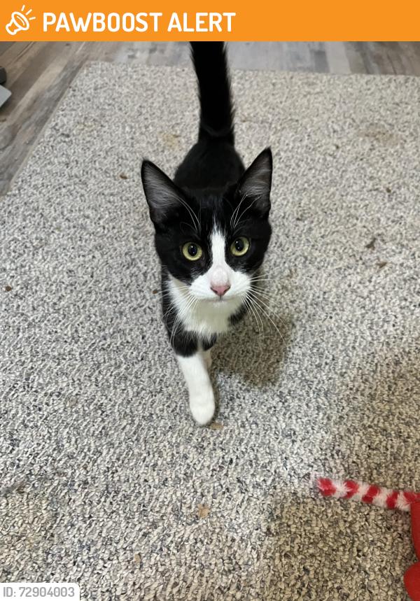 Found/Stray Unknown Cat last seen Oro valley , Lake of the Pines, CA 95602
