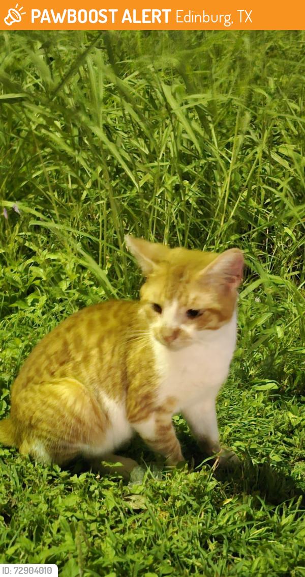Found/Stray Male Cat last seen McColl and Freddy Gonzalez , Edinburg, TX 78539