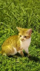 Found/Stray Male Cat last seen McColl and Freddy Gonzalez , Edinburg, TX 78539