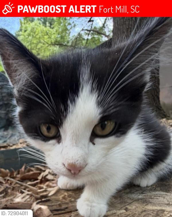 Lost Unknown Cat last seen fort mill parkway and farley Road, Fort Mill, SC 29715