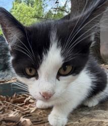 Lost Unknown Cat last seen fort mill parkway and farley Road, Fort Mill, SC 29715