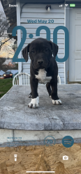 Lost Male Dog last seen Out the fence, Chattanooga, TN 37406