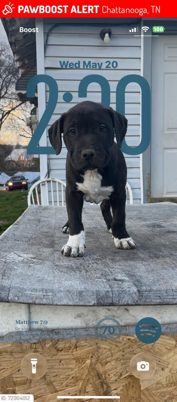 Lost Male Dog last seen Out the fence, Chattanooga, TN 37406