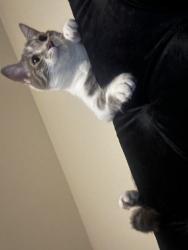 Lost Male Cat last seen dean porter brewers, Baltimore, MD 21224