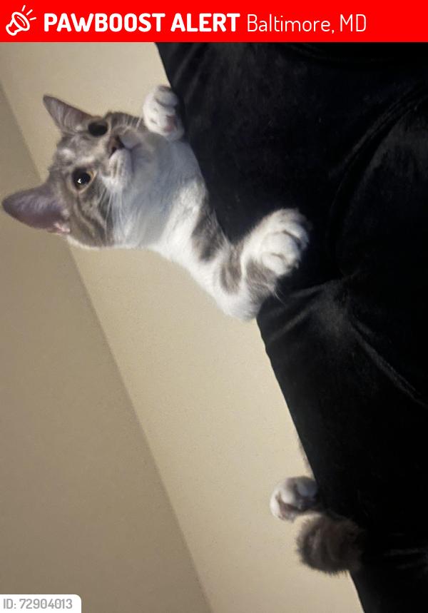 Lost Male Cat last seen dean porter brewers, Baltimore, MD 21224