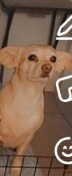 Reunited Female Dog last seen Palo verde , Cathedral City, CA 92234