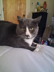Lost Male Cat last seen Dumbarton St, Buckingham Ave, Redwood City, CA 94063