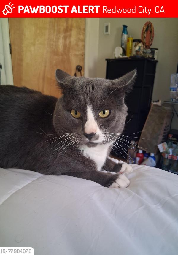 Lost Male Cat last seen Dumbarton St, Buckingham Ave, Redwood City, CA 94063