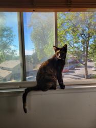 Lost Female Cat last seen Huston Drive, Riverside, Riverside, CA 92507