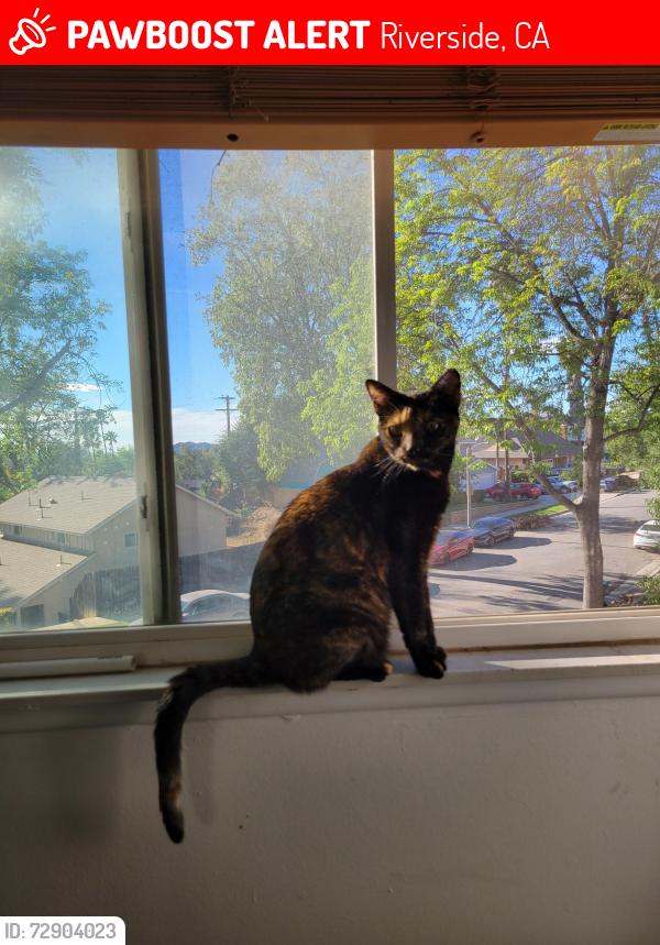 Lost Female Cat last seen Huston Drive, Riverside, Riverside, CA 92507
