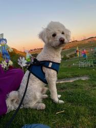 Lost Male Dog last seen Washington and Rosemead , Pico Rivera, CA 90660